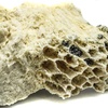 Коралл четырехлучевой Petalaxis stylaxis 23-31-18